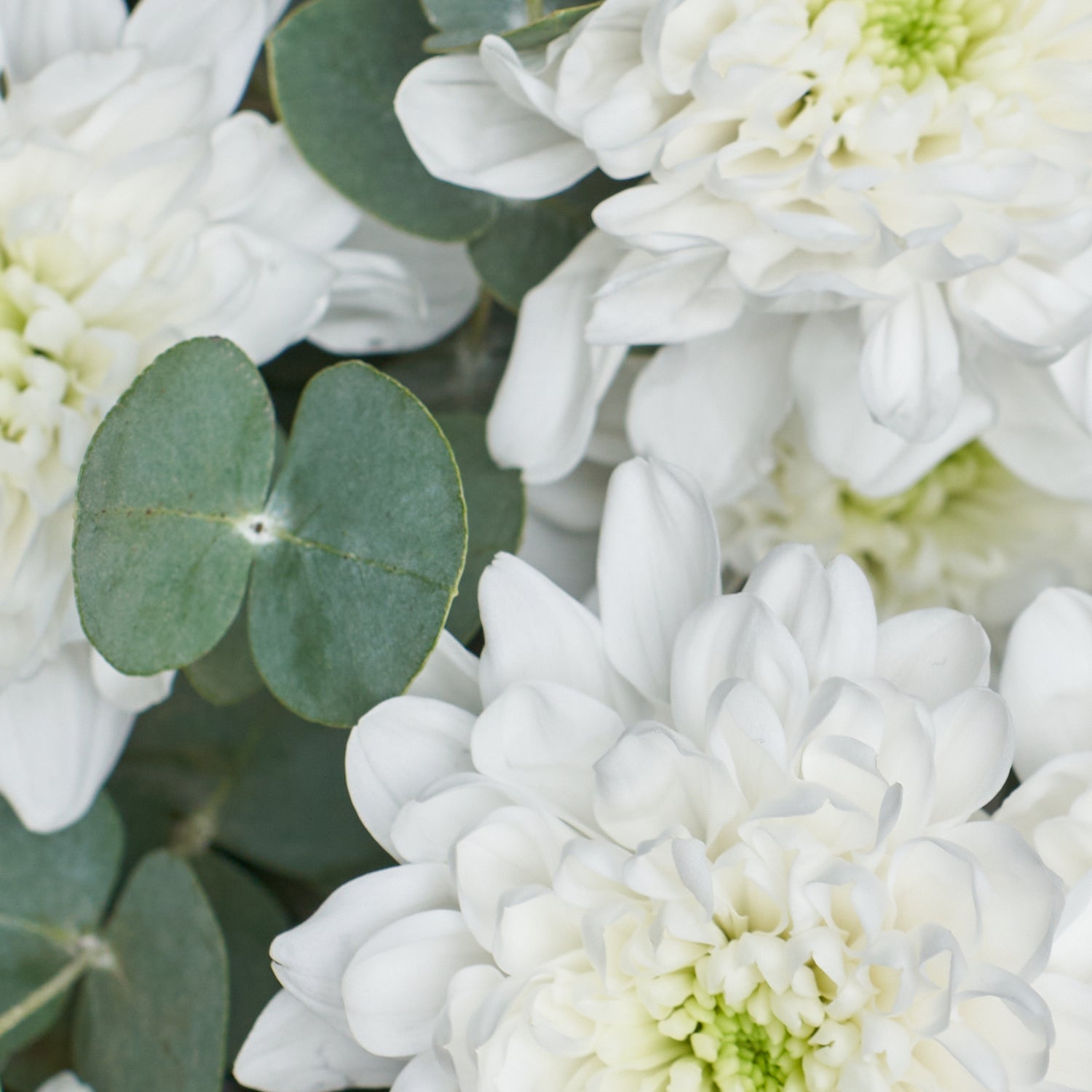 Snow-White Chrysanthemum Monobouquet