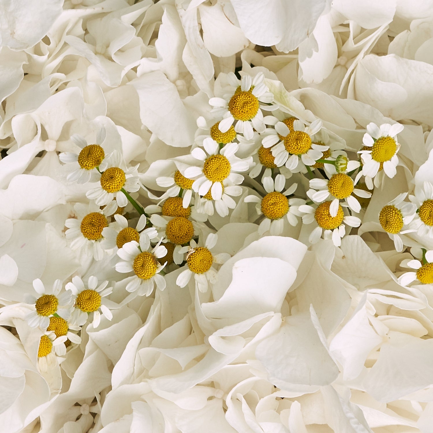 Tender Bouquet of Daisies and White Hydrangeas