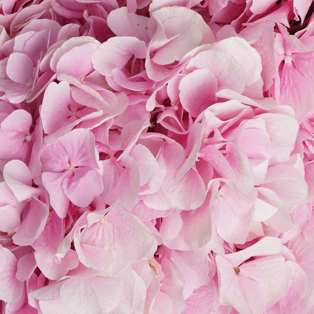 Close-up of pink hydrangea flowers