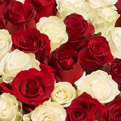101 Red & White Roses