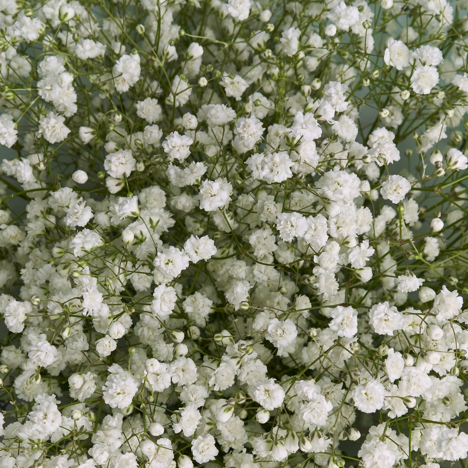 Lush White Gypsophila Bouquet