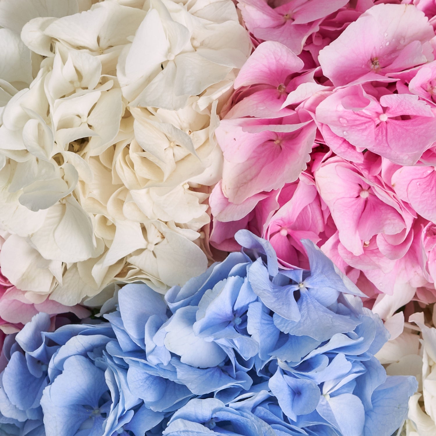 Bouquet of Airy Hydrangeas
