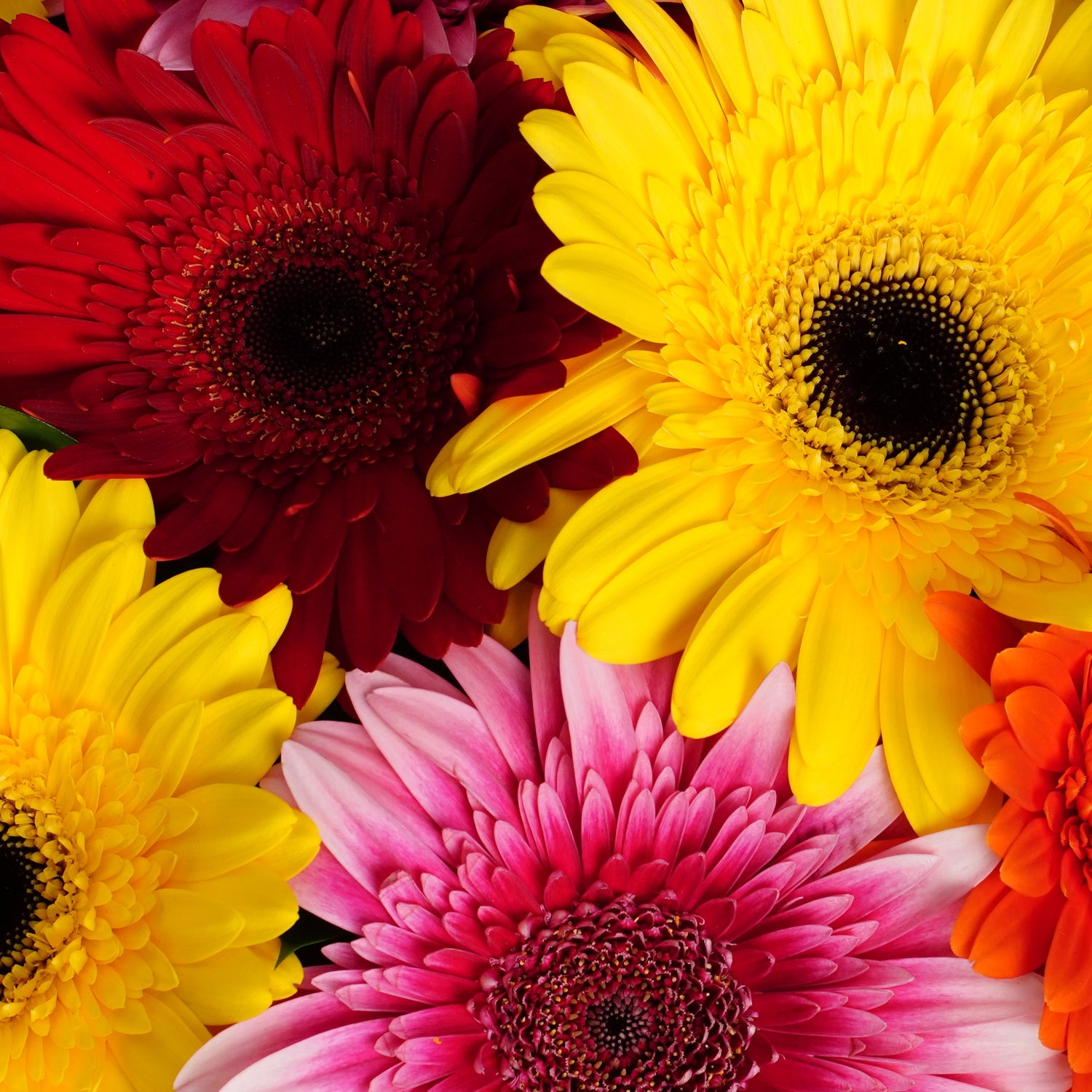 Bouquet of Bright Gerberas