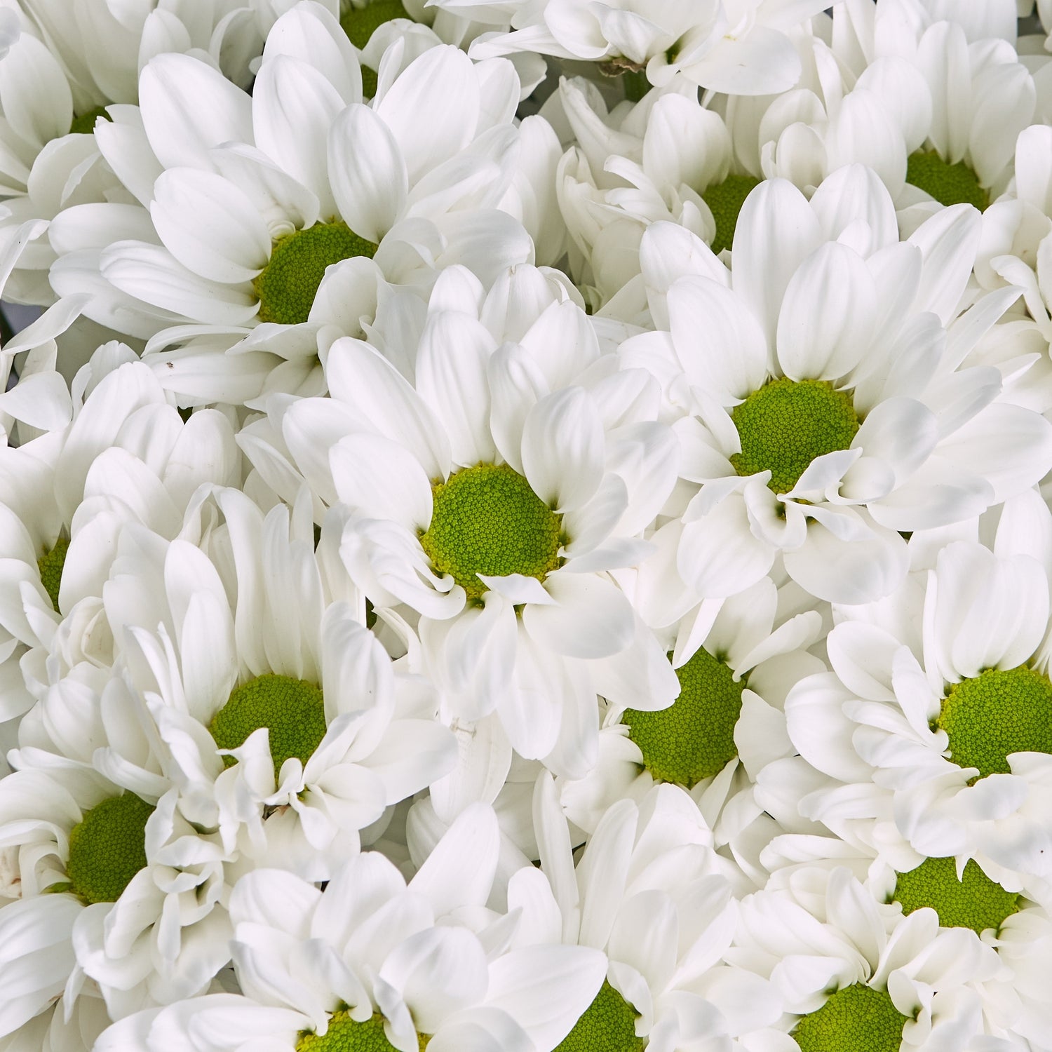 Bouquet of 15 White Spray Chrysanthemums