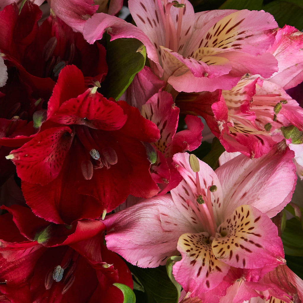 Large Alstroemeria Bouquet