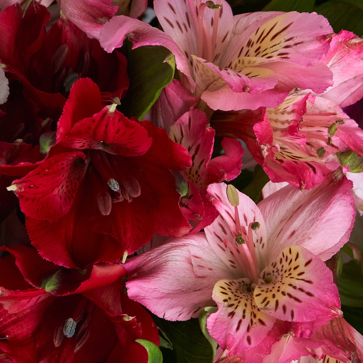 Large Alstroemeria Bouquet