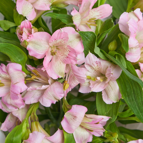 Blush Alstroemeria Bouquet