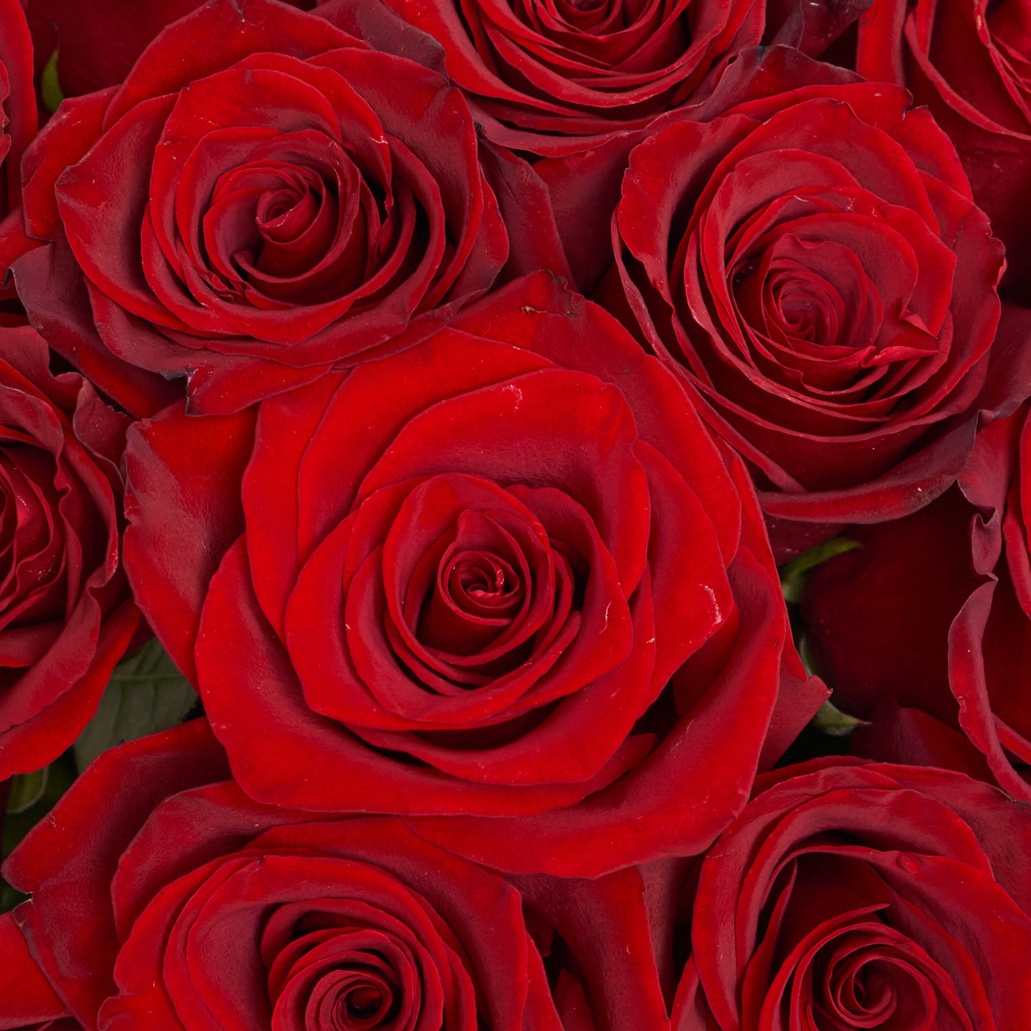 Bouquet of 11 Red Roses