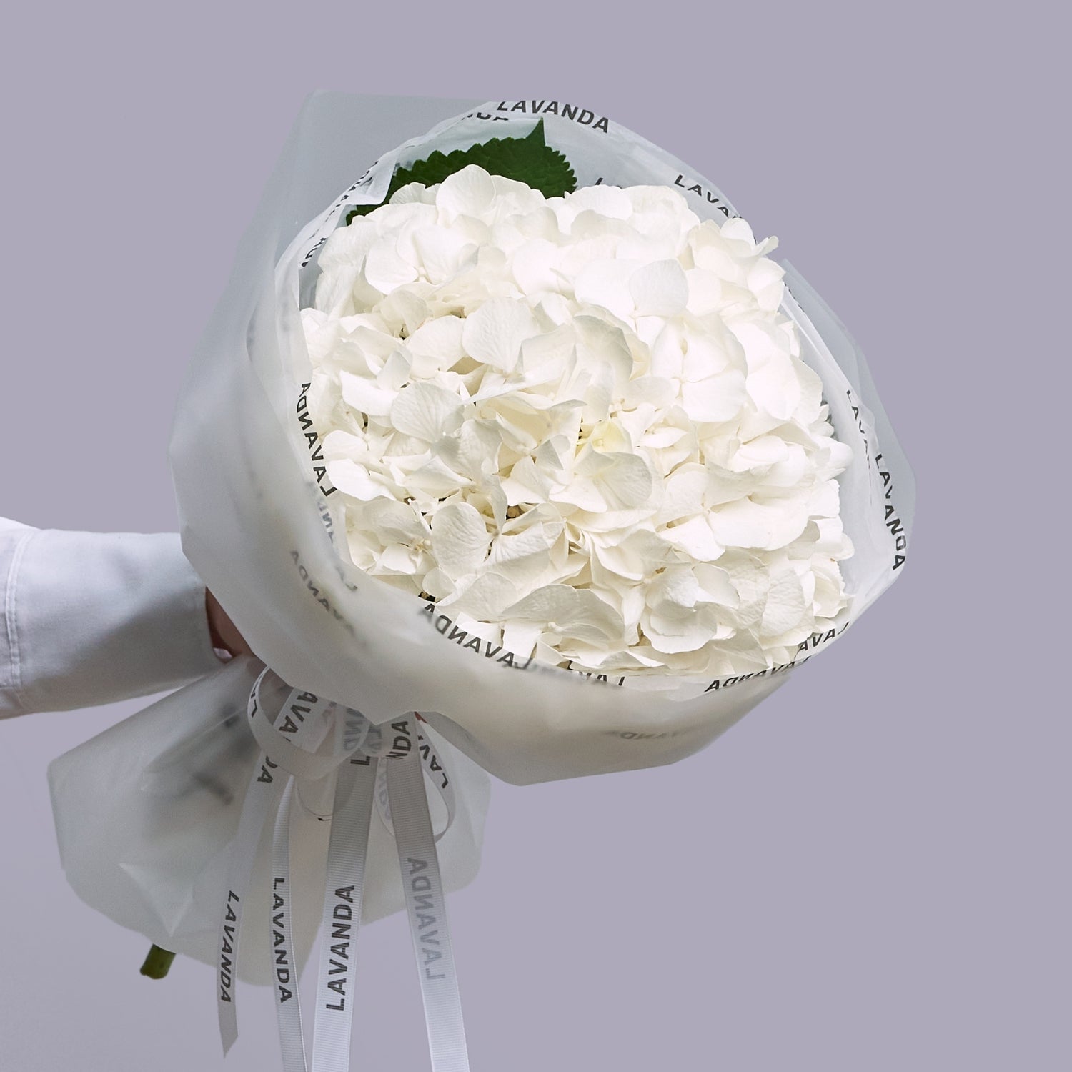 White Hydrangea