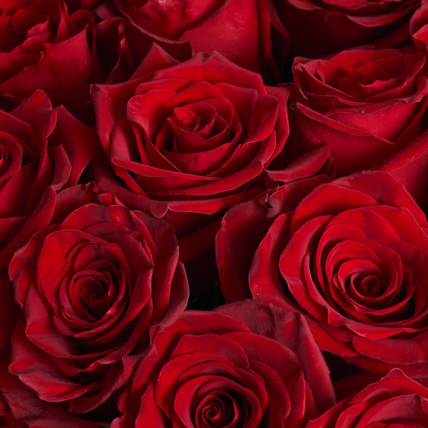 51 Red Roses
