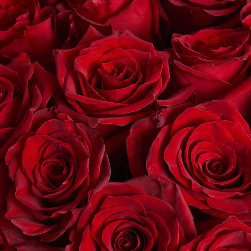 51 Red Roses